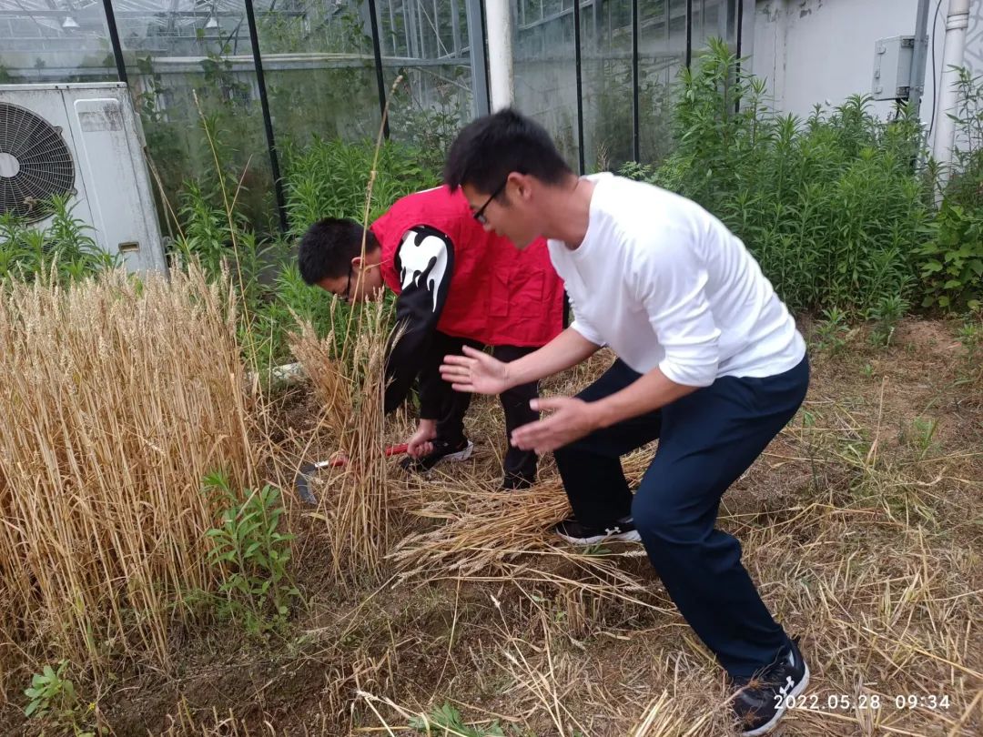 义田收割2.jpg